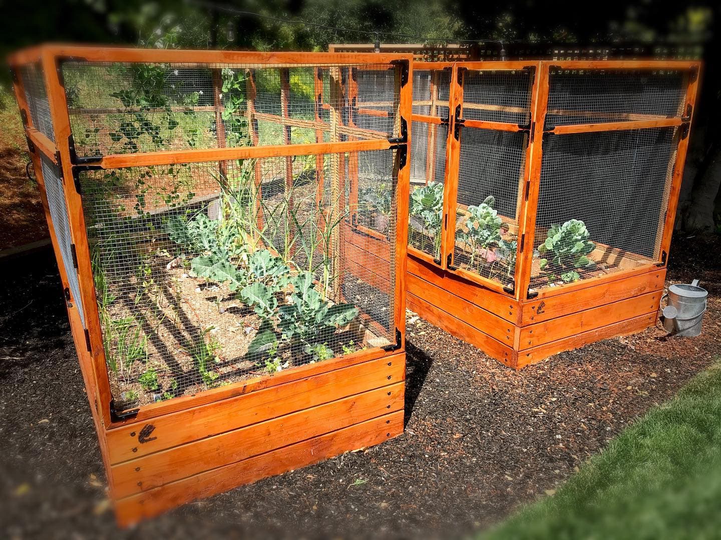 Beautiful backyard garden beds with vegetables