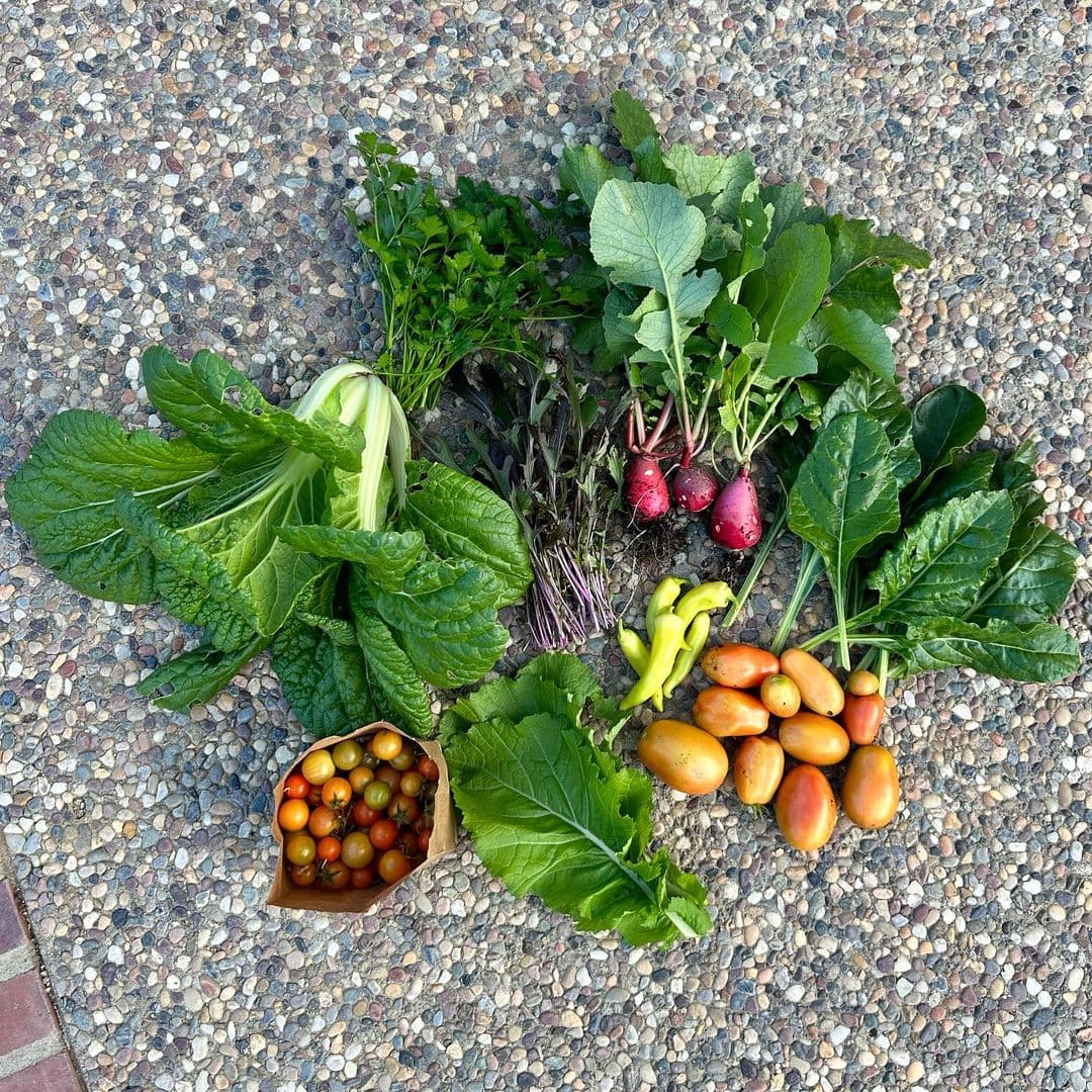 Colorful organic produce freshly harvested